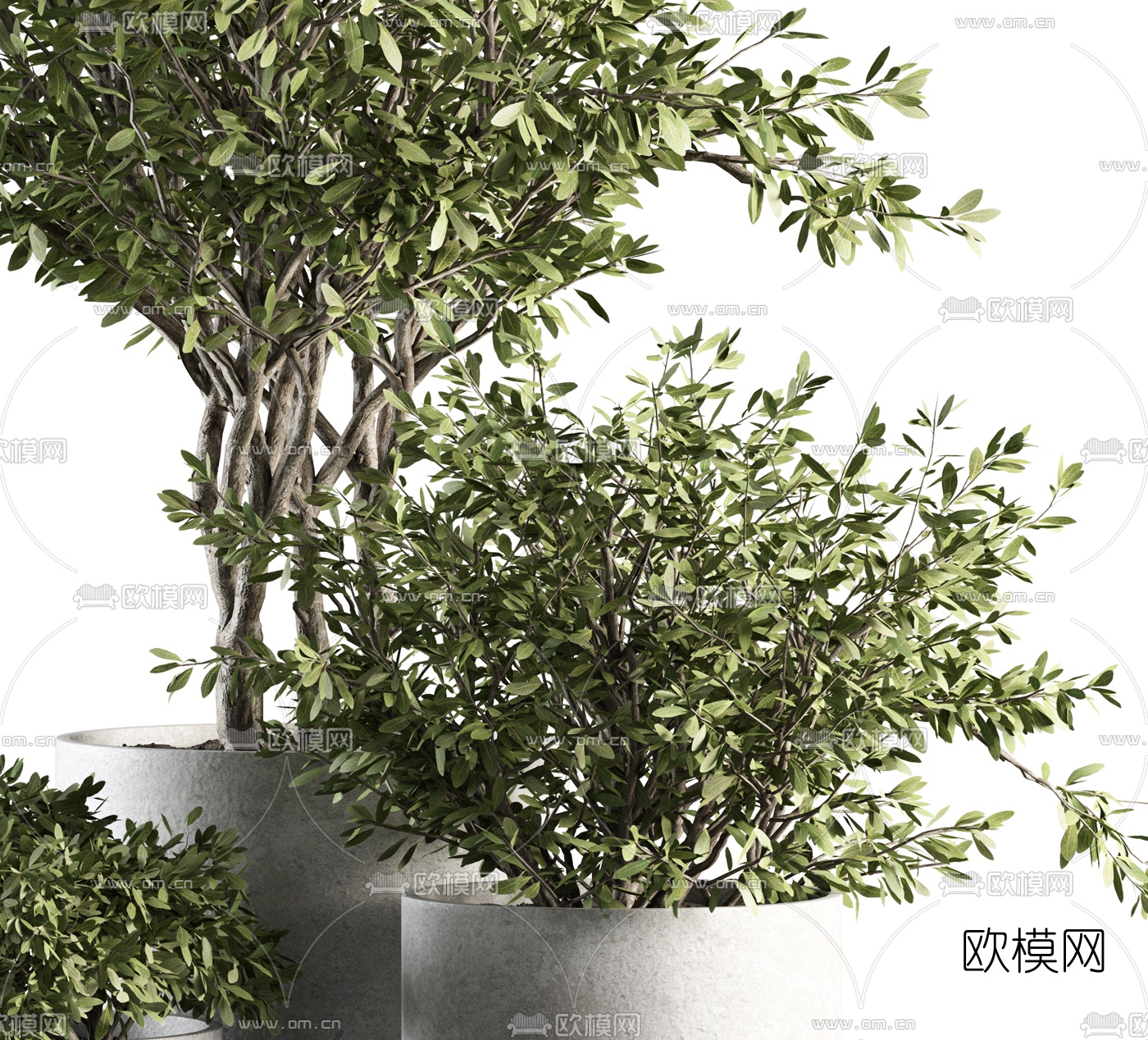 现代绿植盆栽3d模型下载（渲染图3）