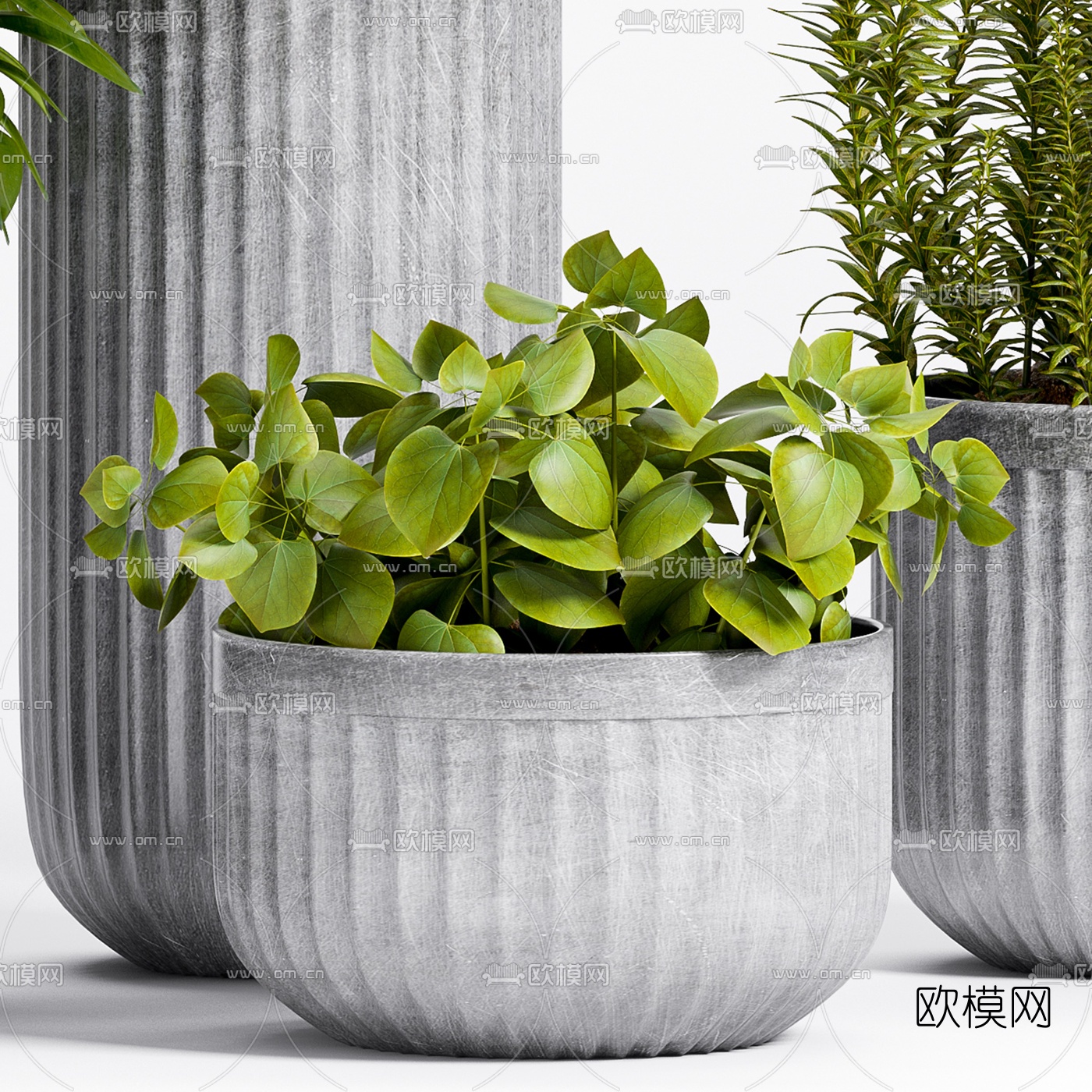 现代绿植盆栽免费3d模型下载（渲染图2）