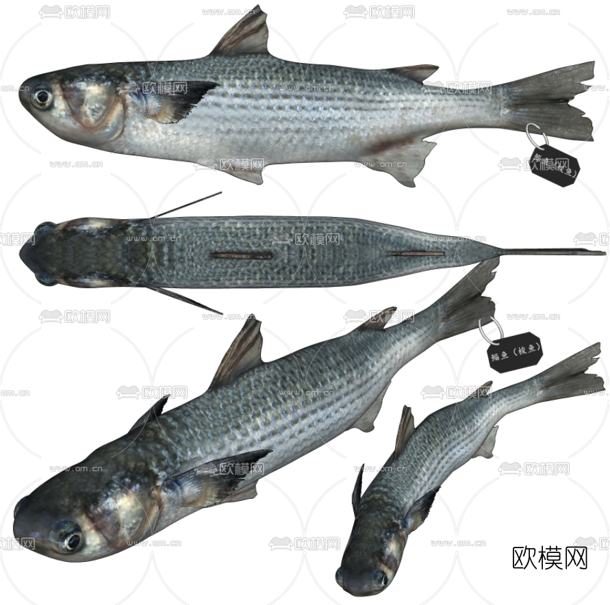 现代鲻鱼su模型下载