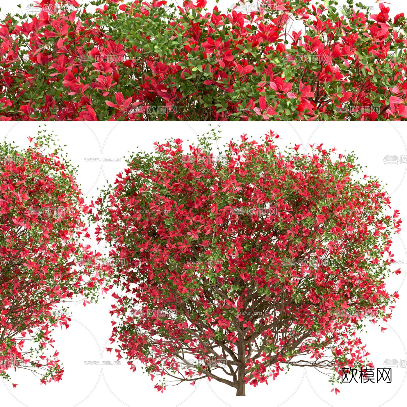 现代花树景观树3d模型下载（渲染图3）