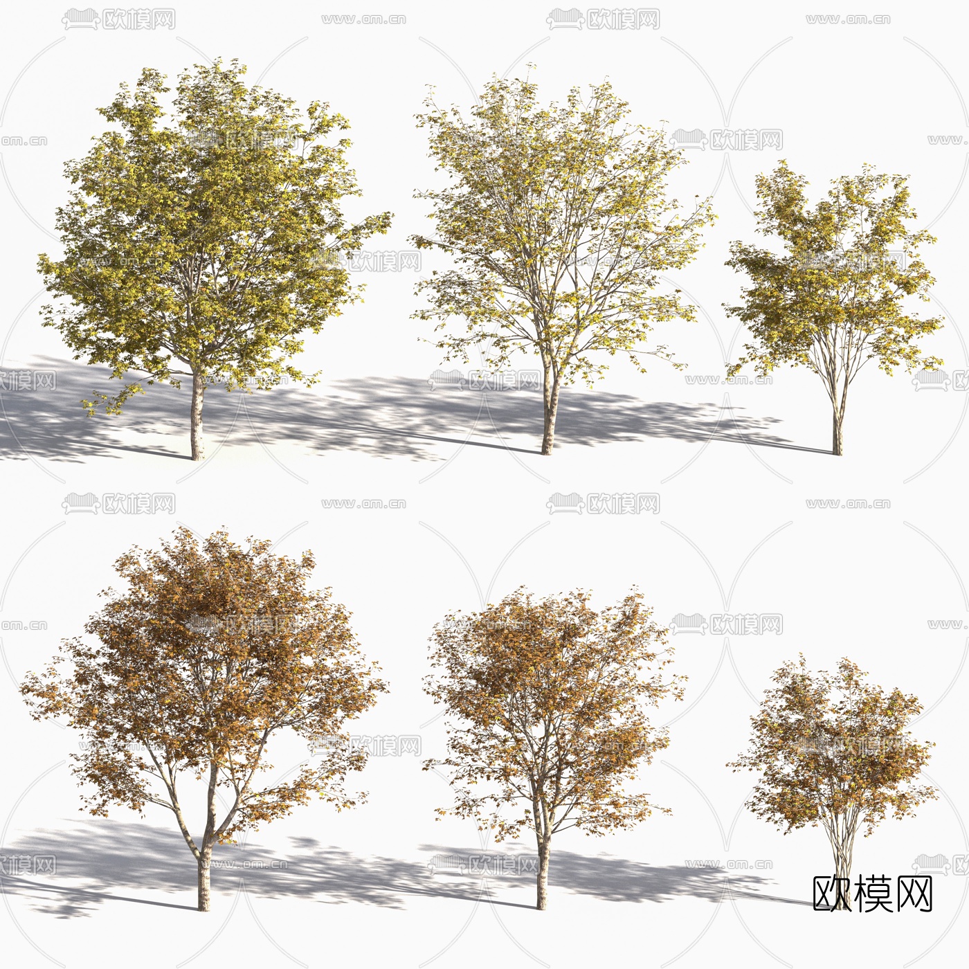 现代秋季树景观树3d模型