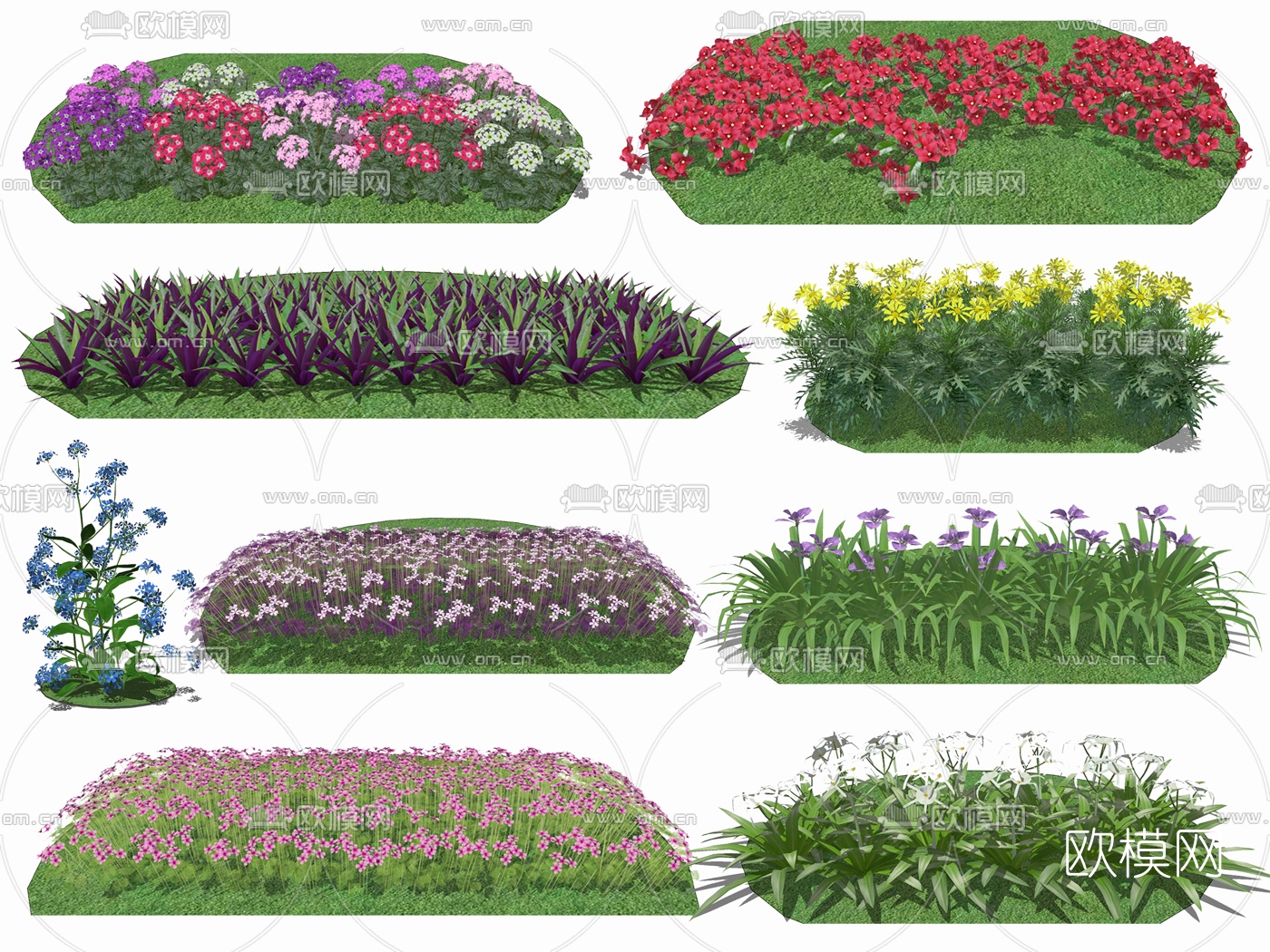 现代红花醡浆草琉璃草su模型下载（渲染图2）