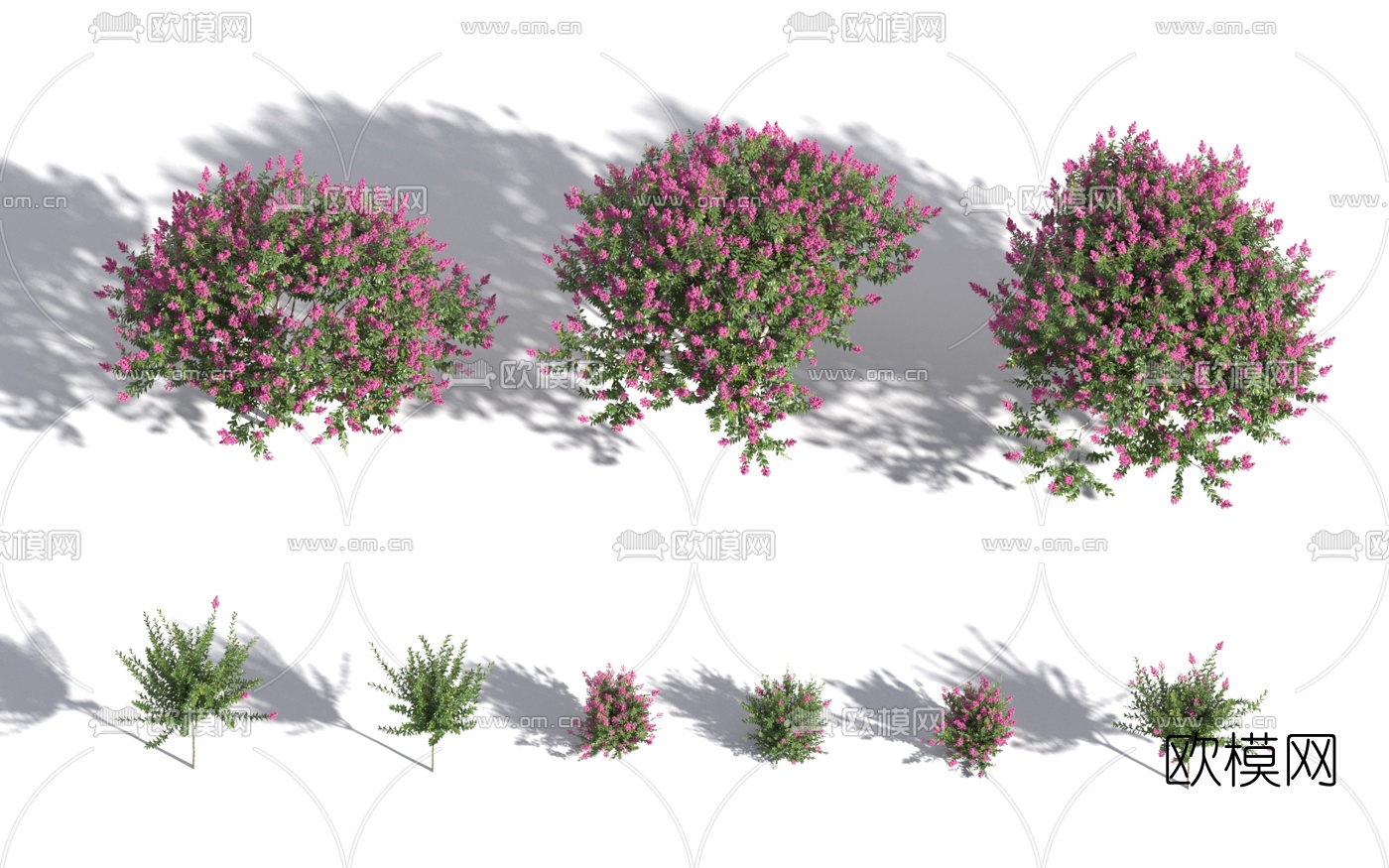 现代香桃木3d模型下载
