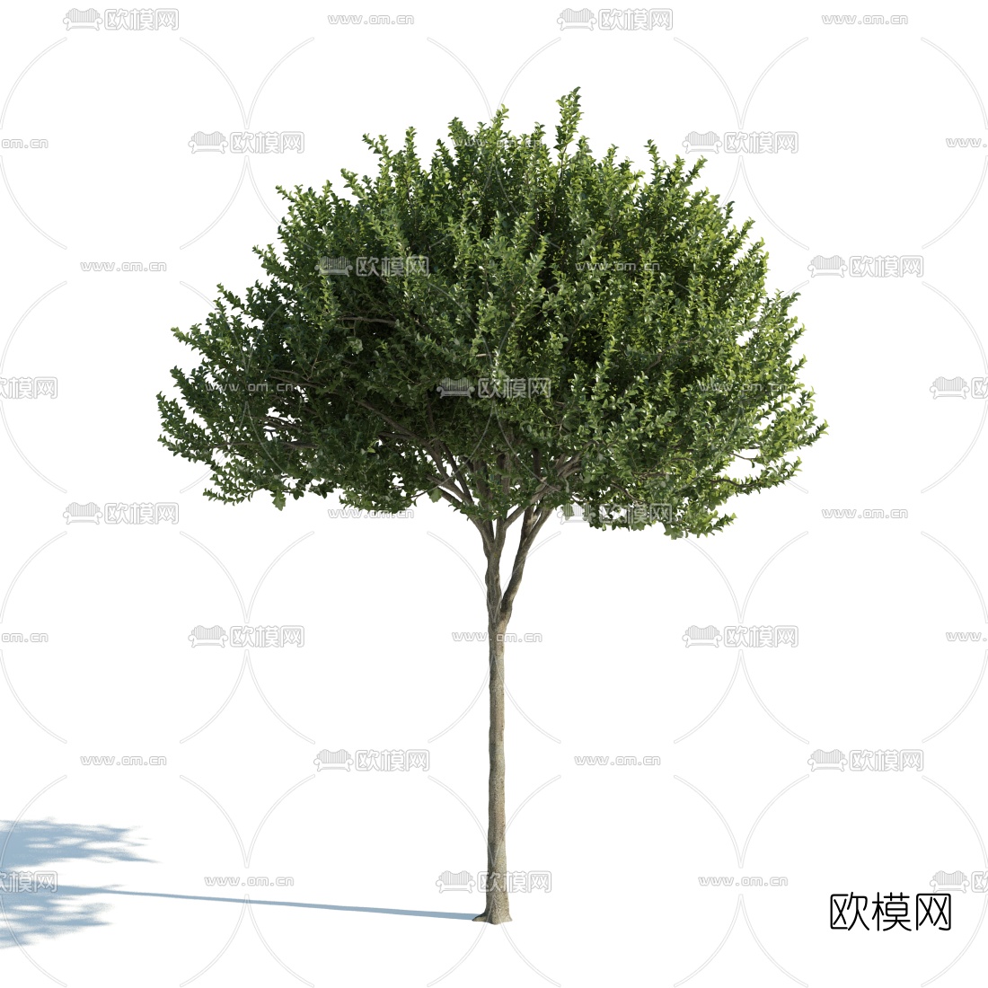 现代景观树3d模型