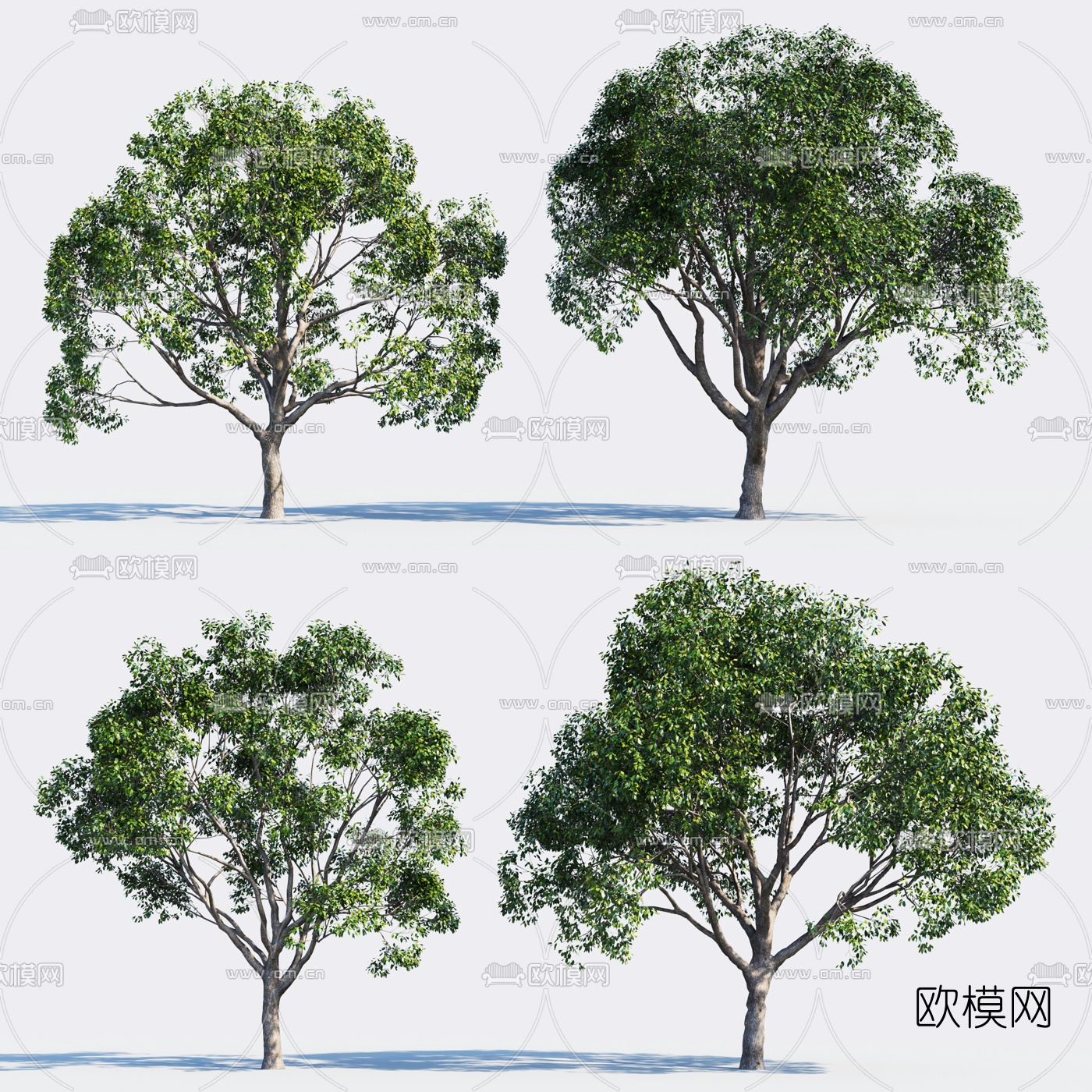 现代景观树香樟树3d模型下载