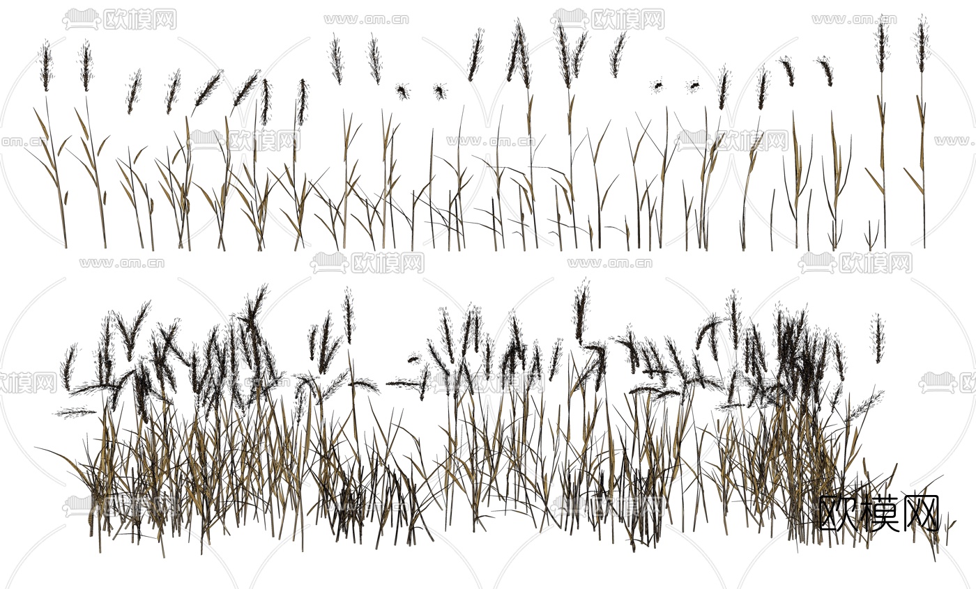 现代小麦植物su模型下载（渲染图2）