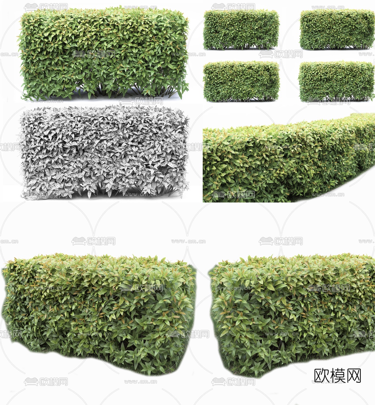 现代绿篱灌木3d模型
