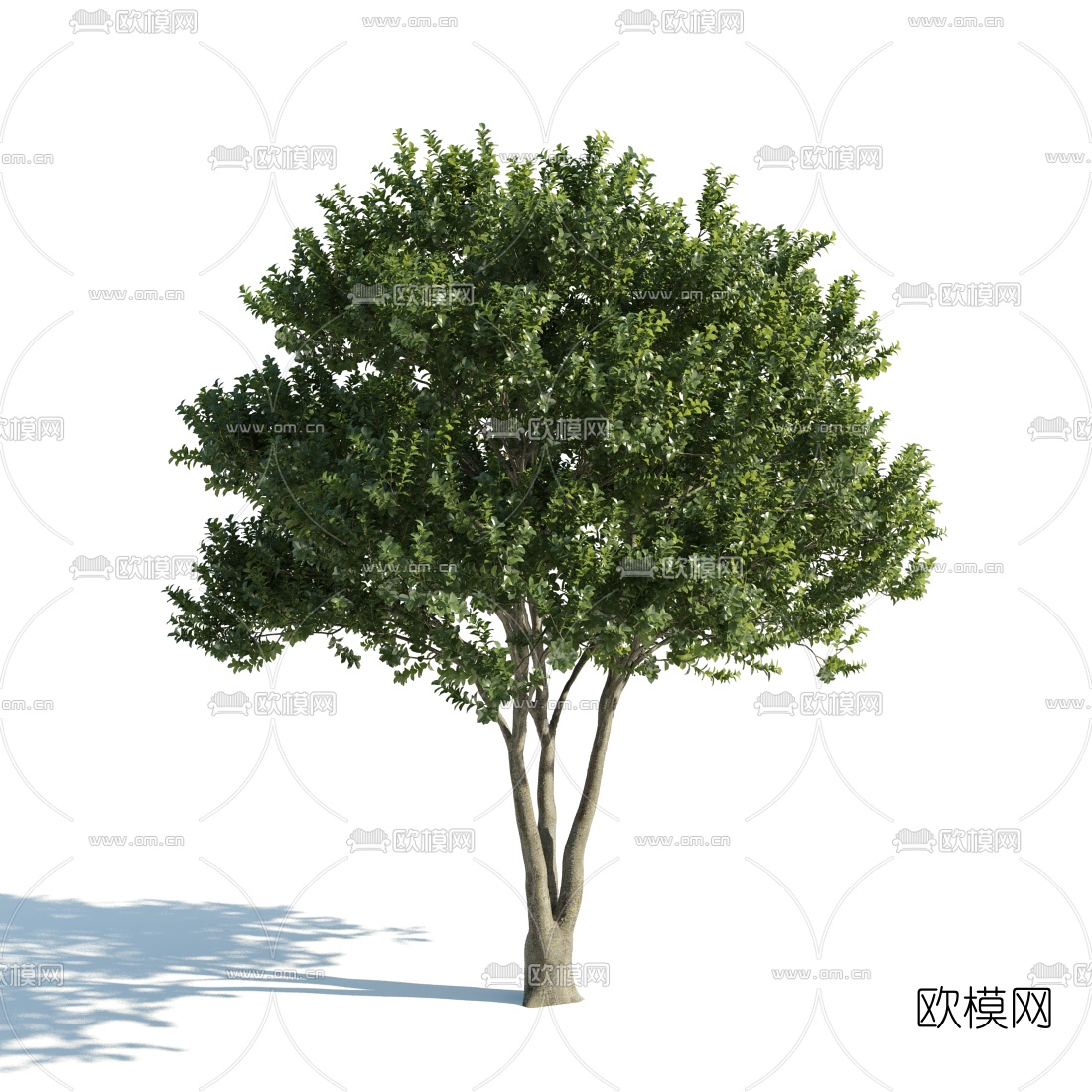 现代景观树3d模型