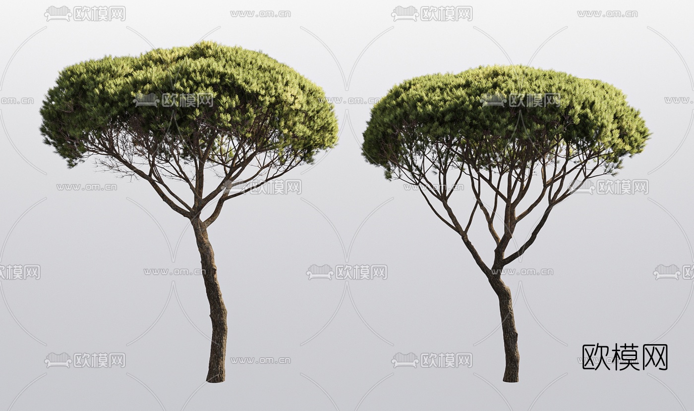 现代松树景观树3d模型