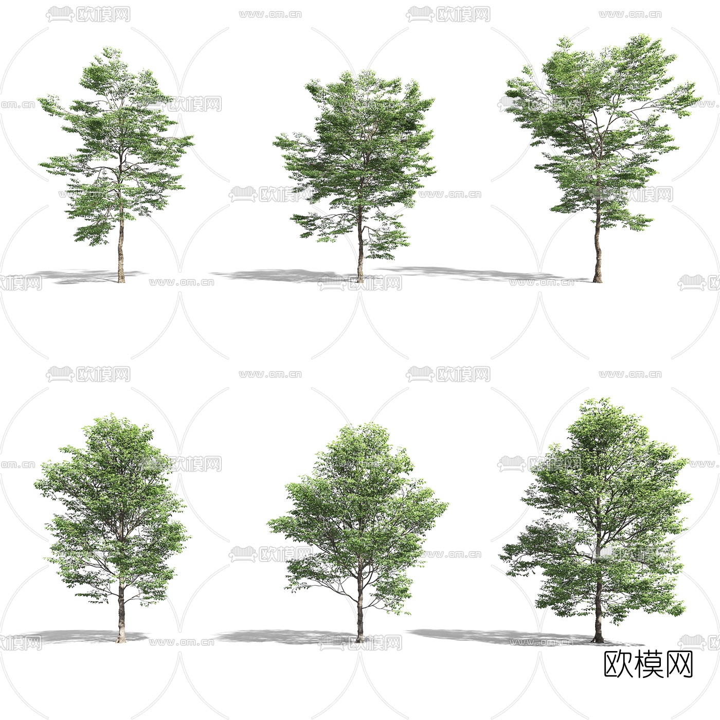 现代景观树3d模型