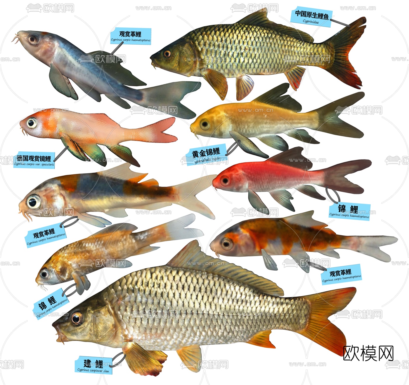 现代鲤鱼标本su模型