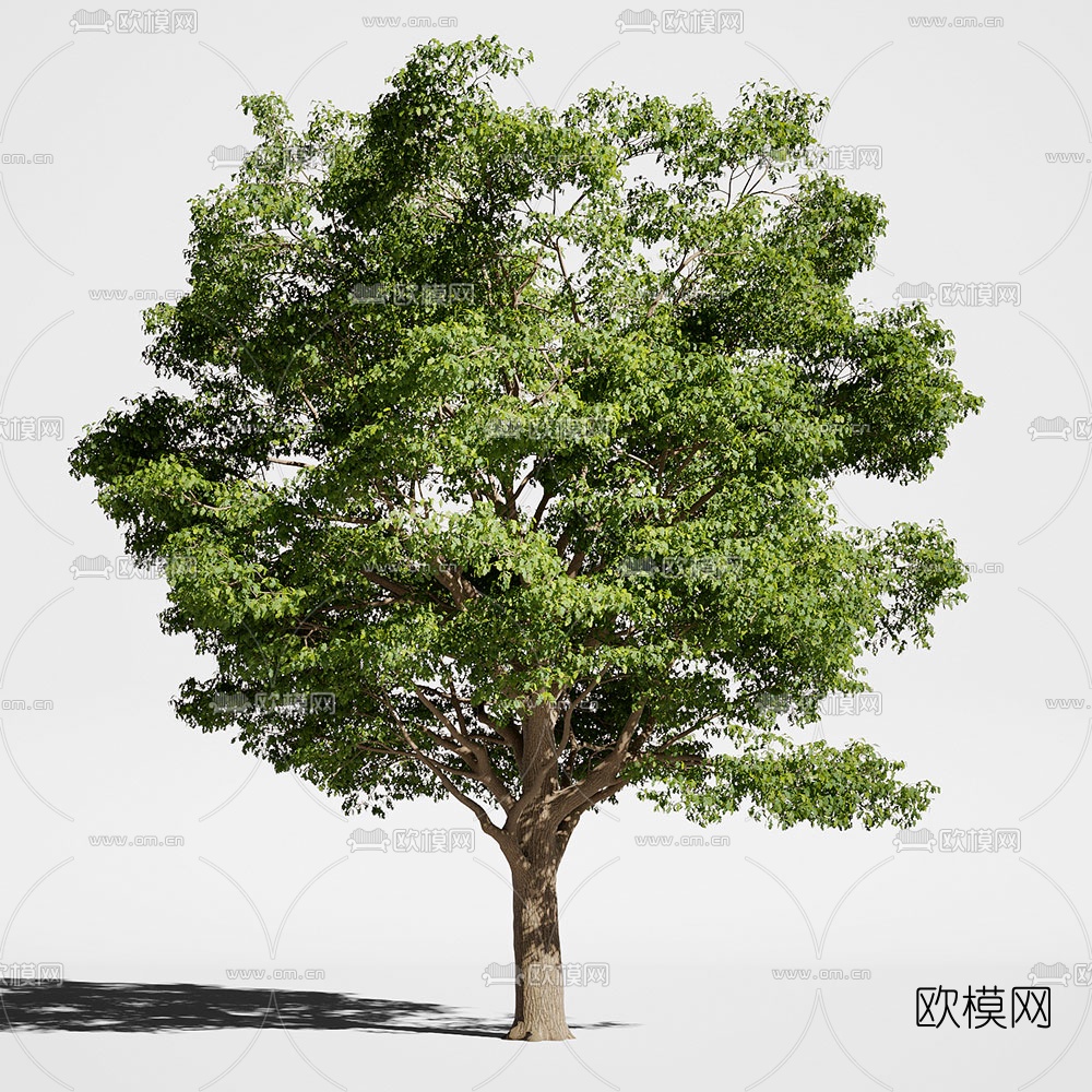 现代橡树景观树3d模型下载（渲染图1）
