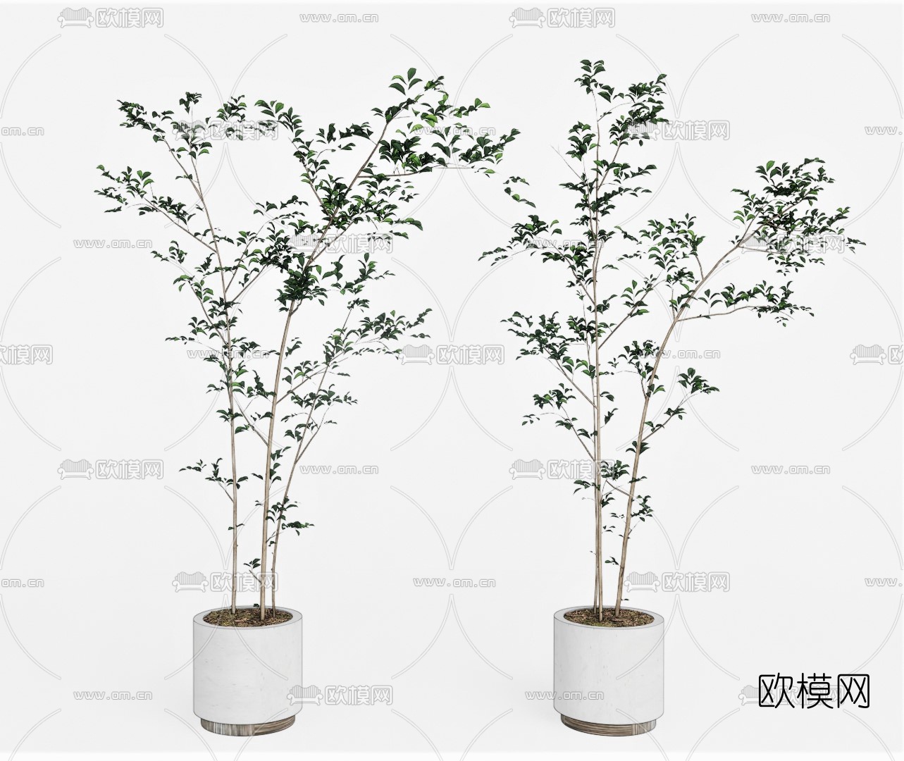 现代植物盆栽su模型下载（渲染图1）