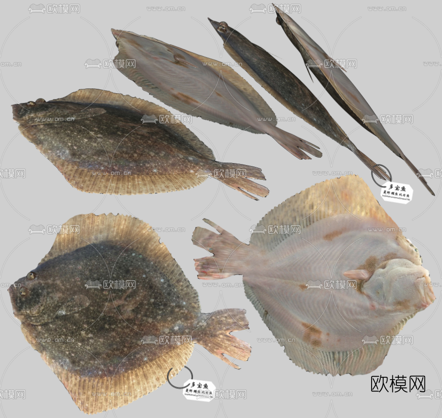 现代多宝鱼鲽鱼su模型下载