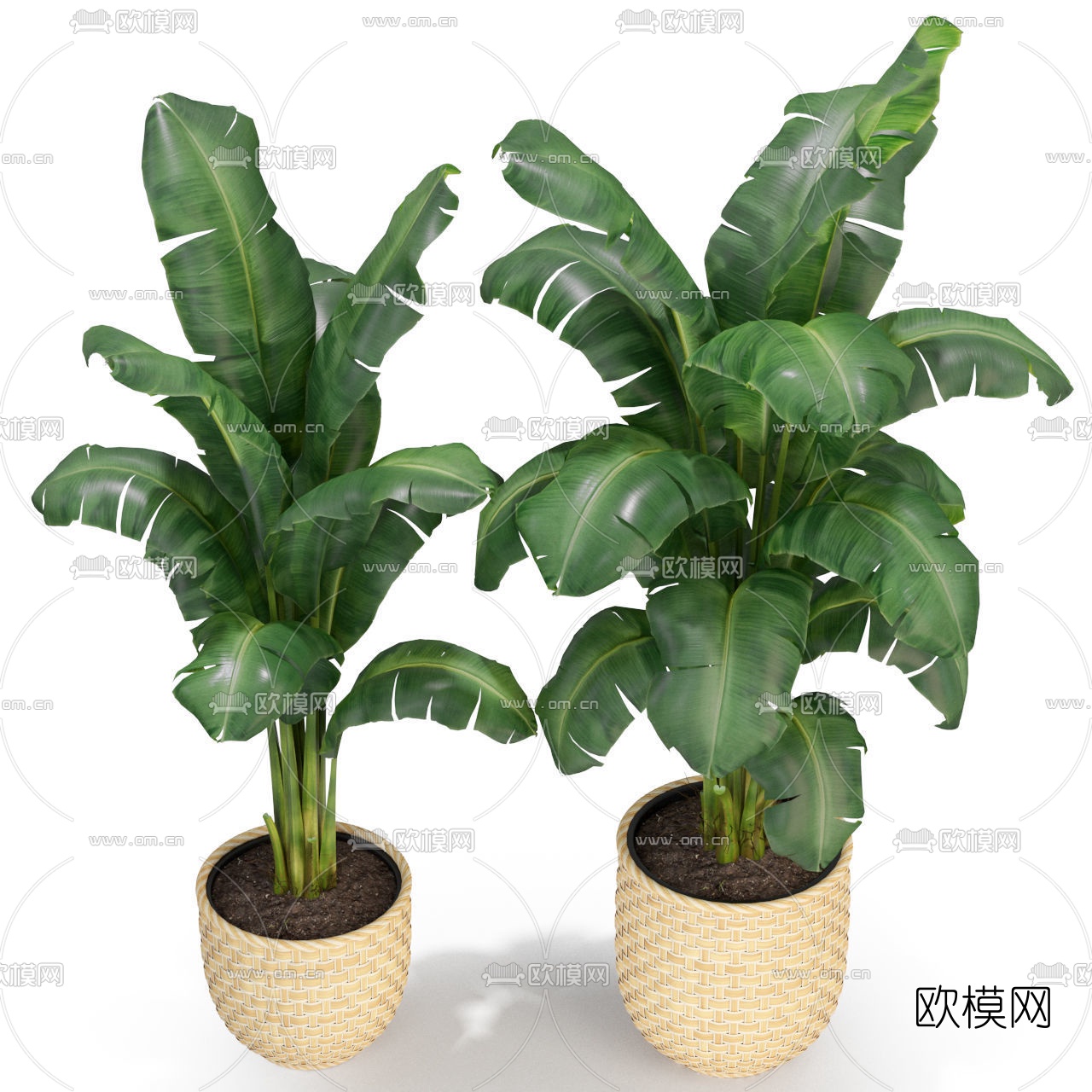 现代鹤望兰盆栽3d模型
