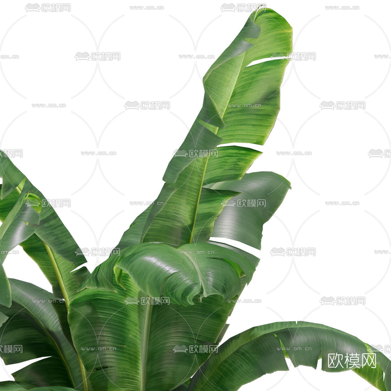 现代鹤望兰盆栽3d模型