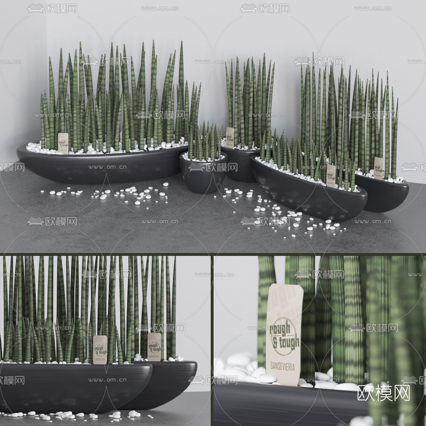 现代室内虎尾草植物盆栽3d模型下载（渲染图1）