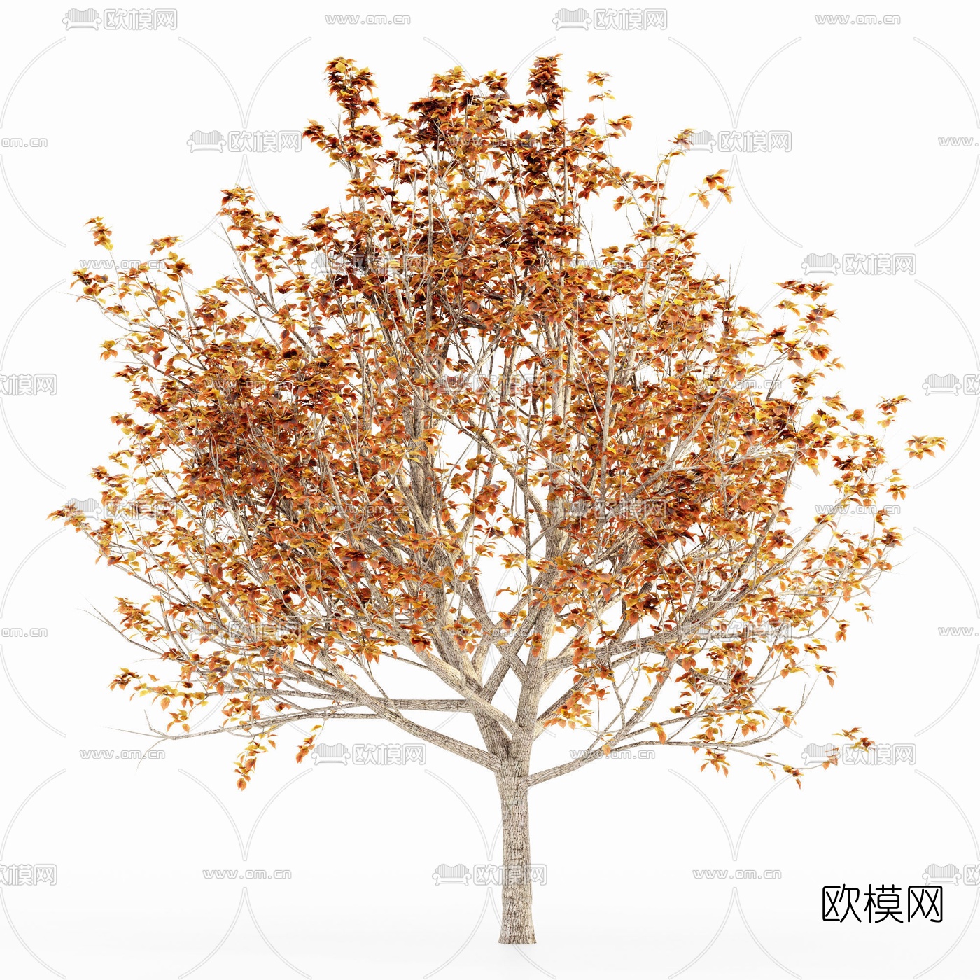 现代枫树景观树3d模型