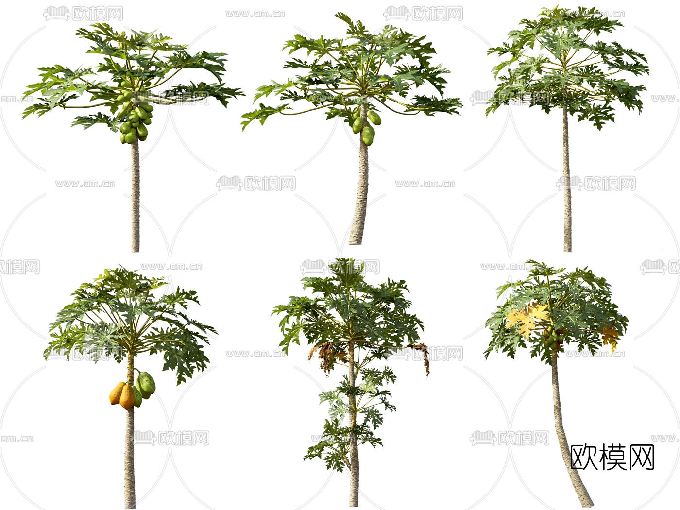 现代木瓜树3d模型下载