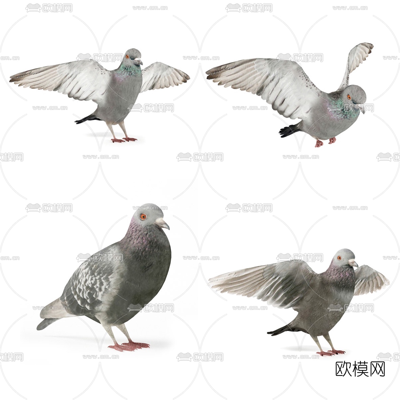 现代鸽子和平鸽3d模型下载