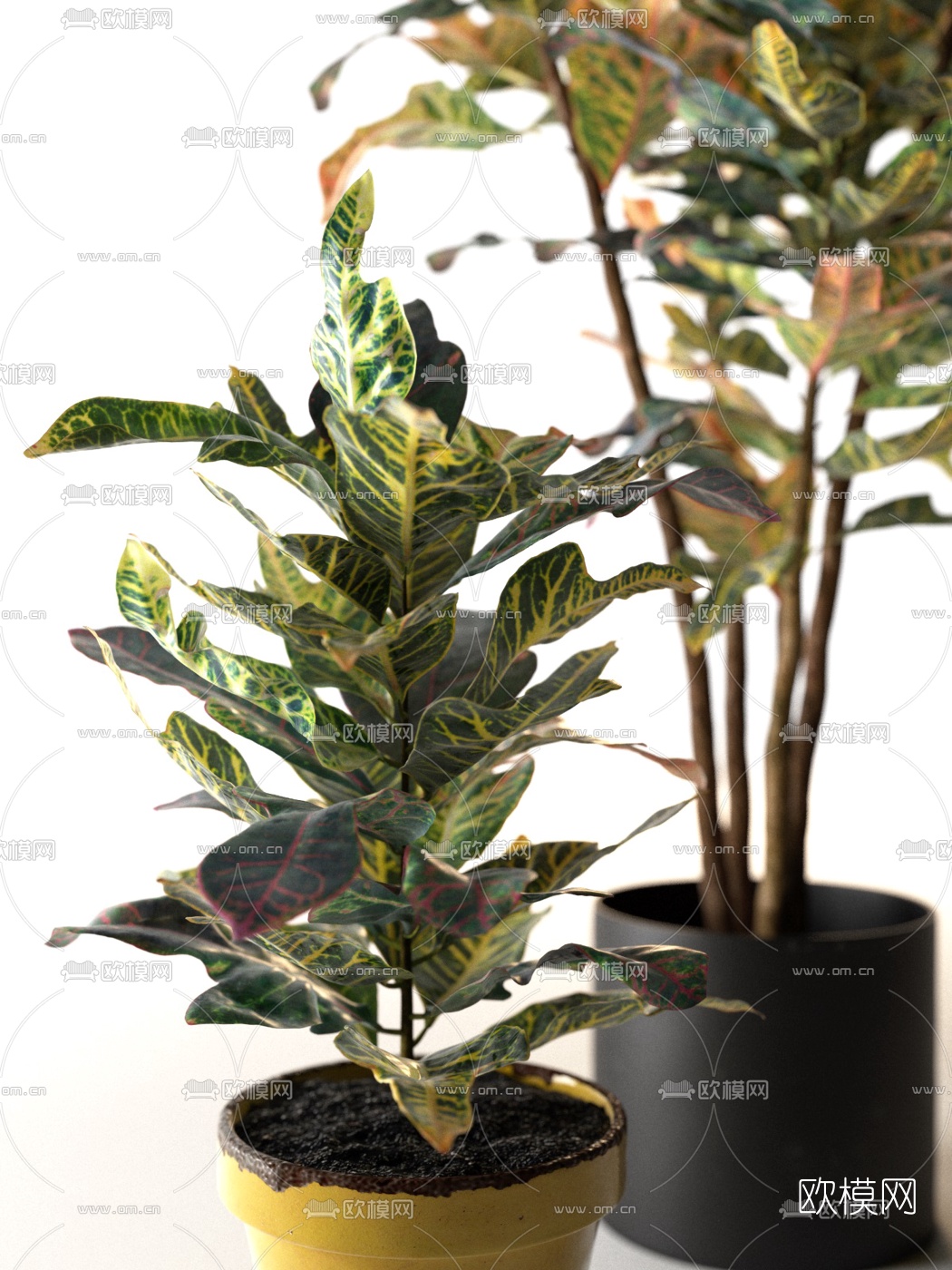 现代绿植盆栽3d模型下载（渲染图2）