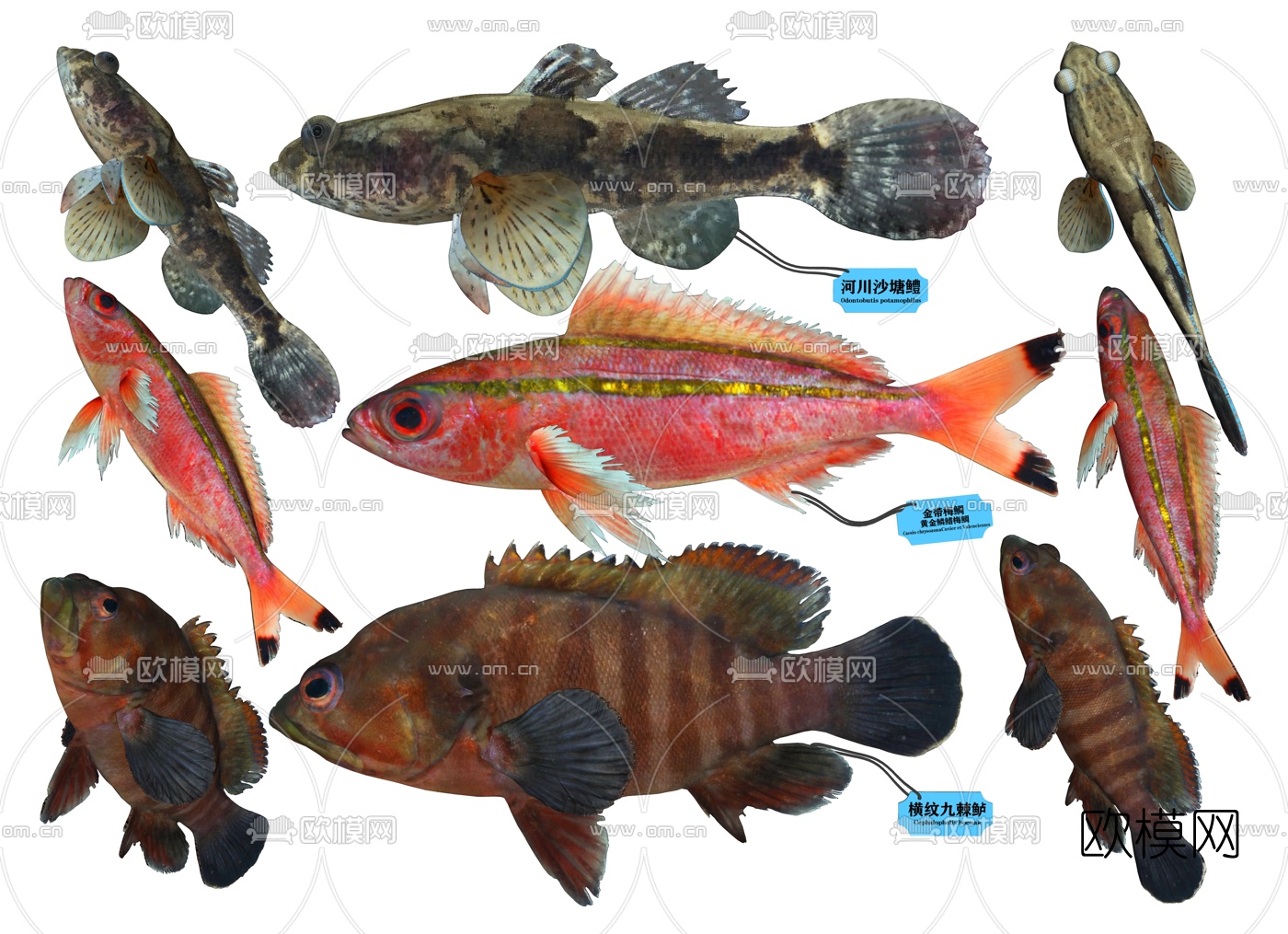 现代石斑鱼梅鲷鱼标本su模型下载