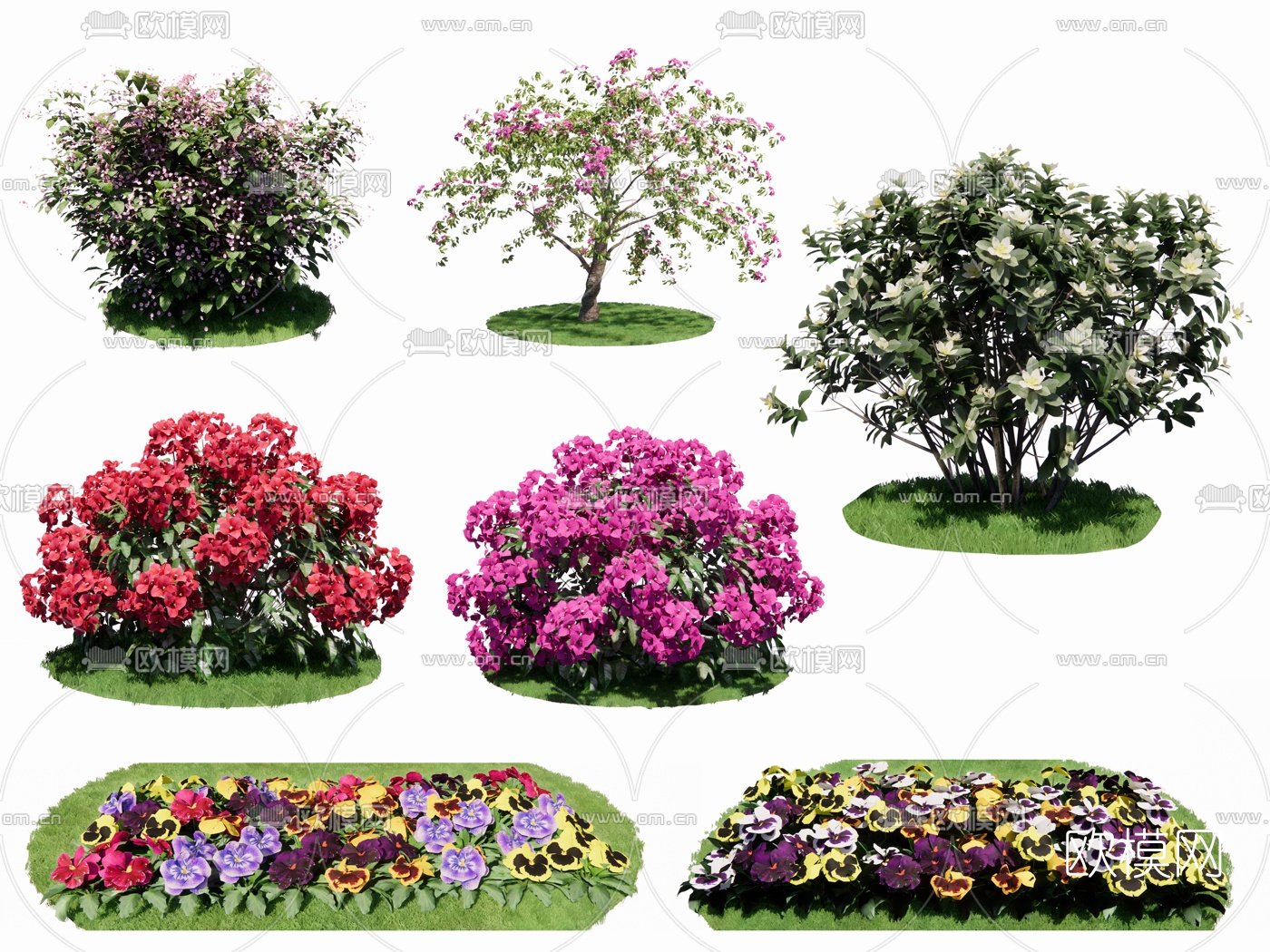 现代三色堇四季秋海棠 su模型下载（渲染图1）