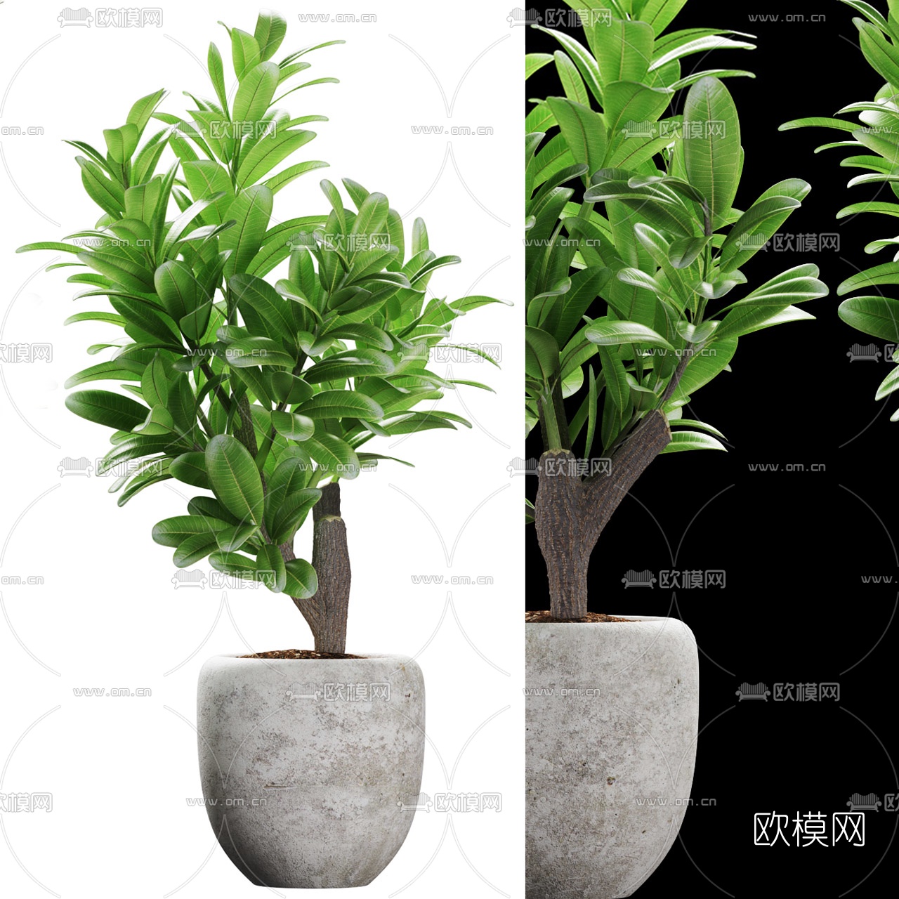 现代兰屿肉桂盆栽3d模型