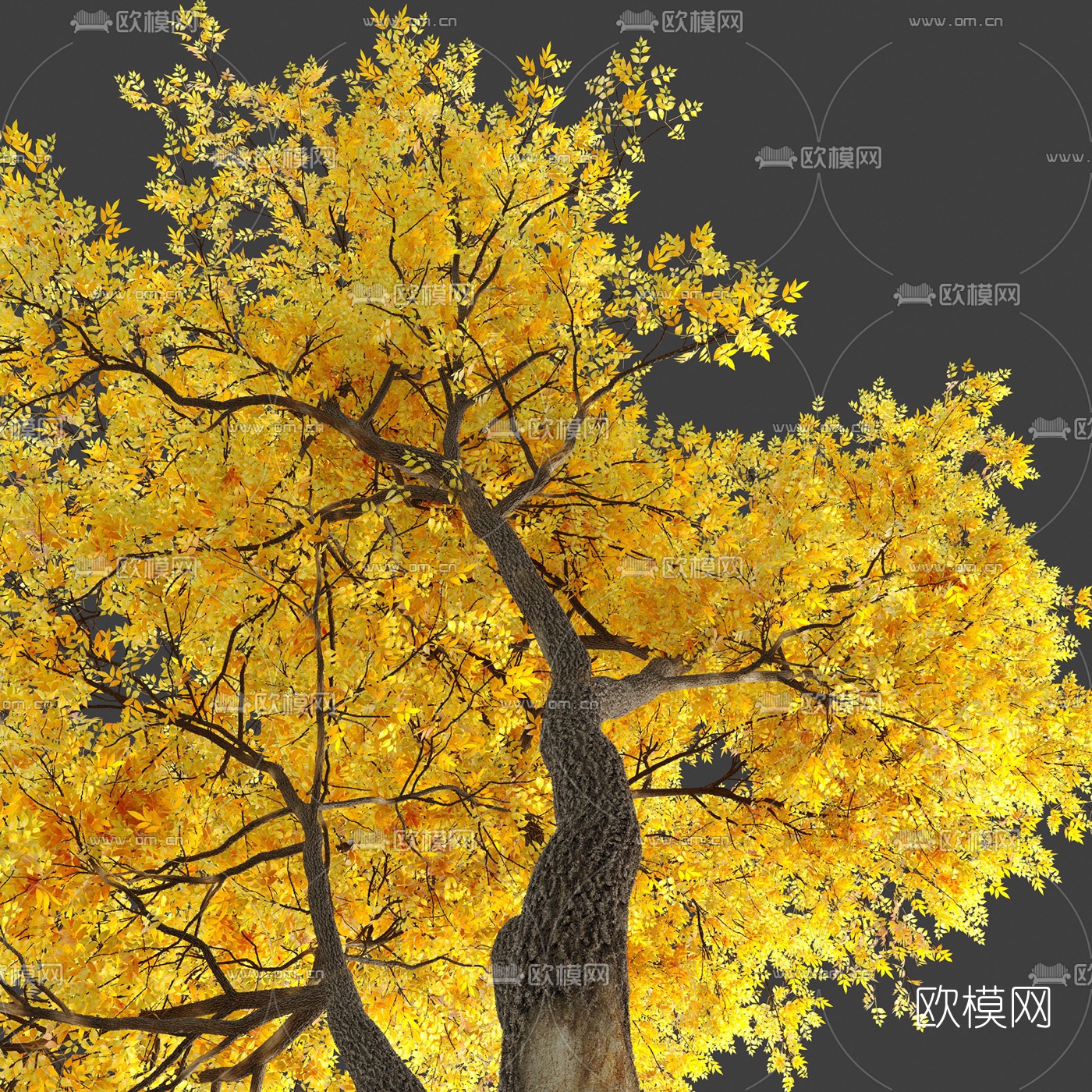 现代黄叶景观树3d模型