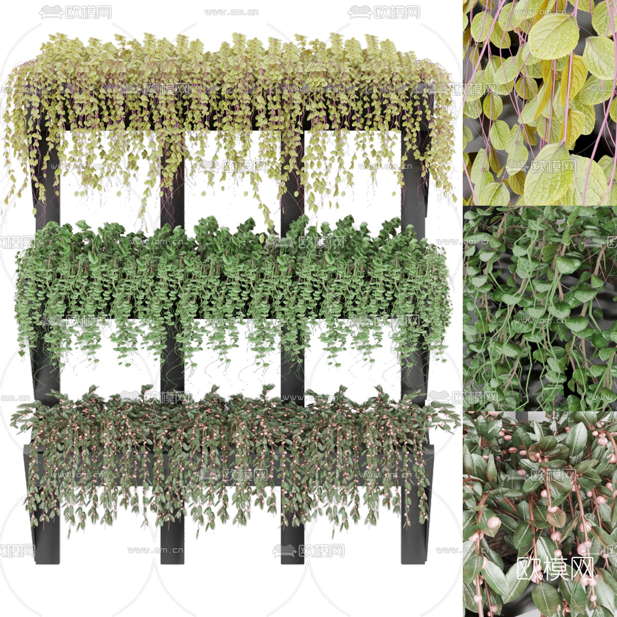 现代绿植藤蔓3d模型