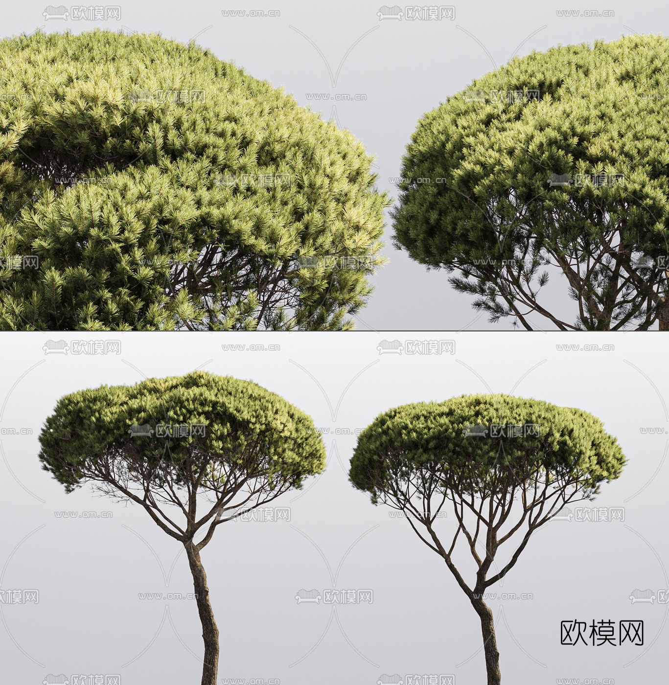现代松树景观树3d模型