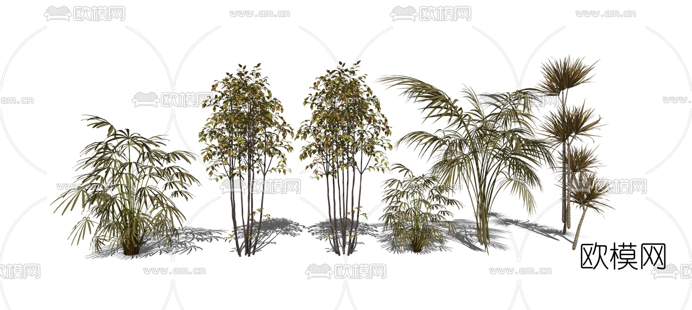 现代散尾葵铁树su模型下载