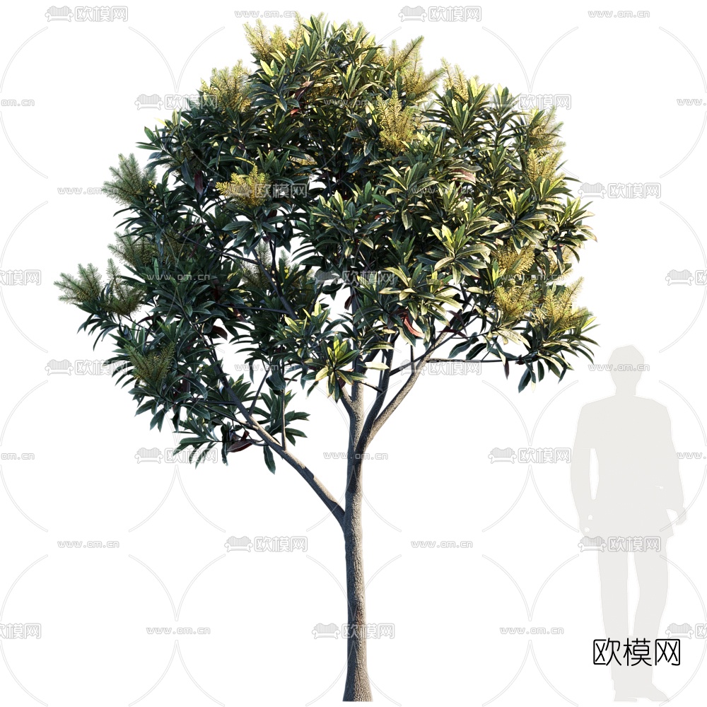 现代行道树景观树3d模型