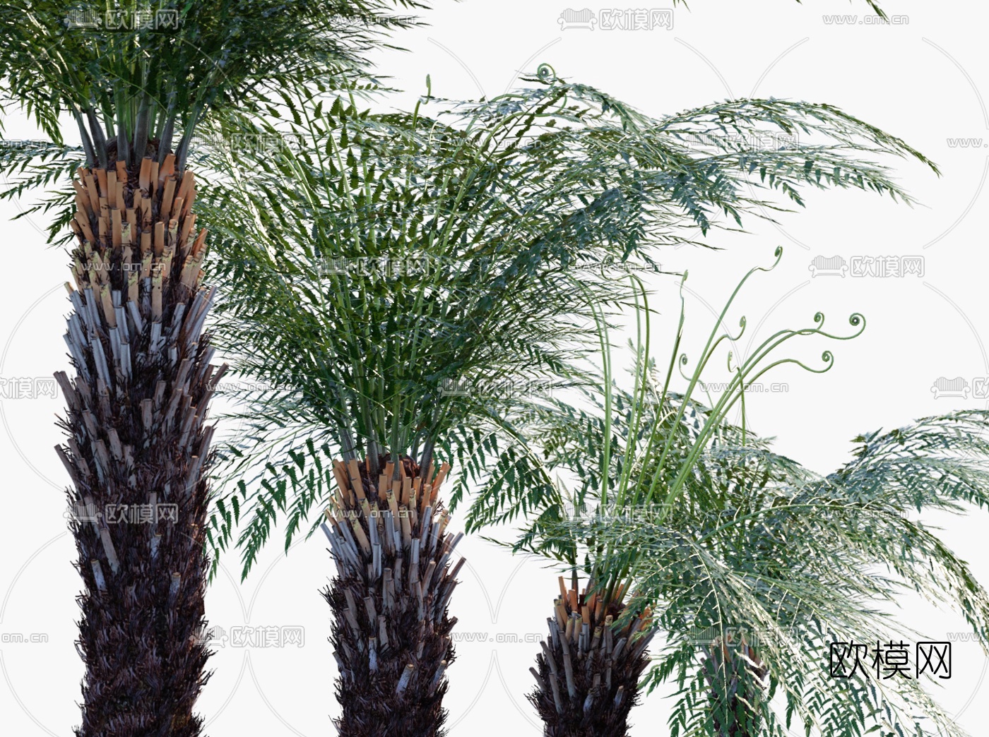 现代树蕨景观树3d模型