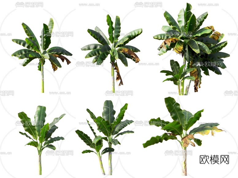 现代芭蕉树香蕉树3d模型下载