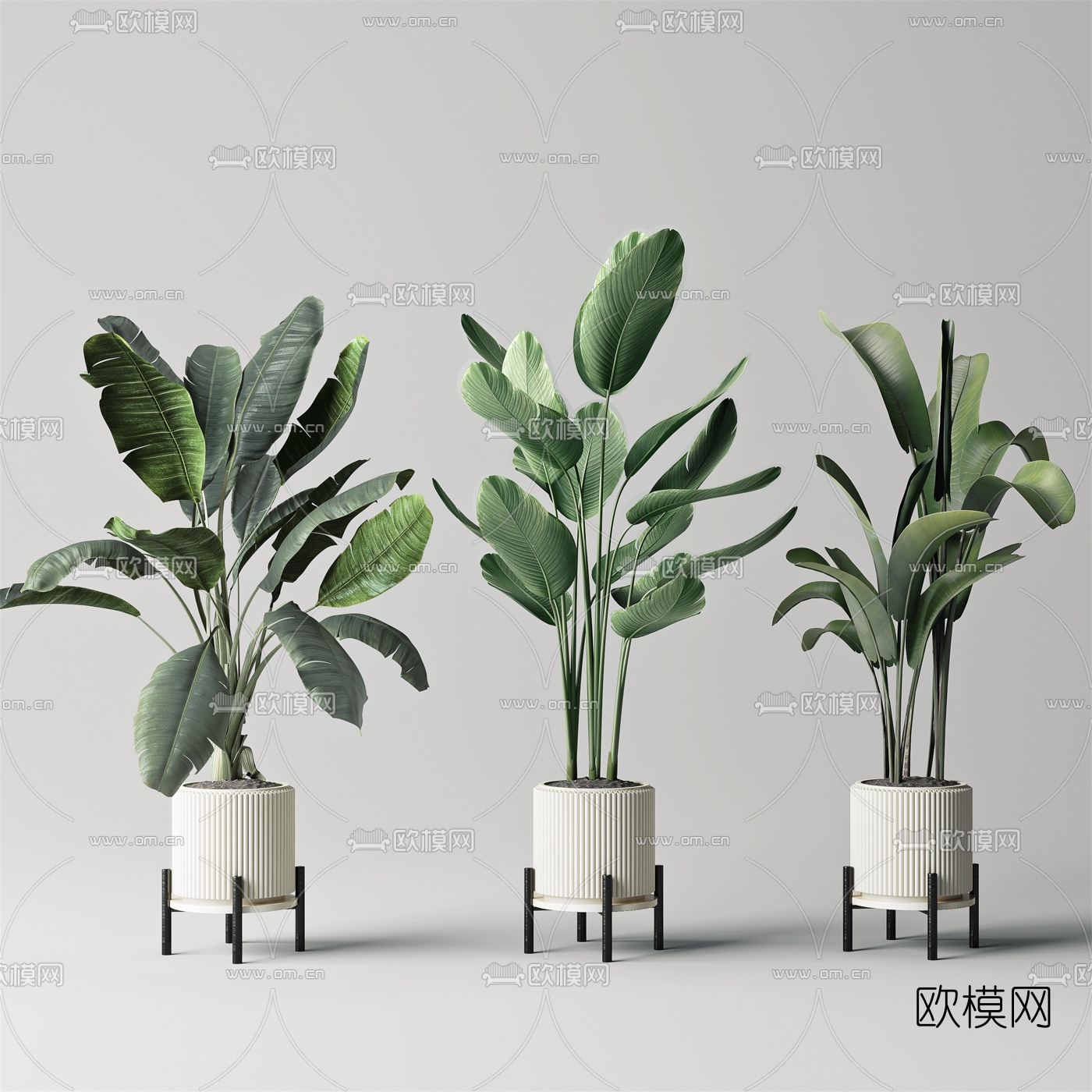 现代美人蕉植物盆栽su模型下载（渲染图1）