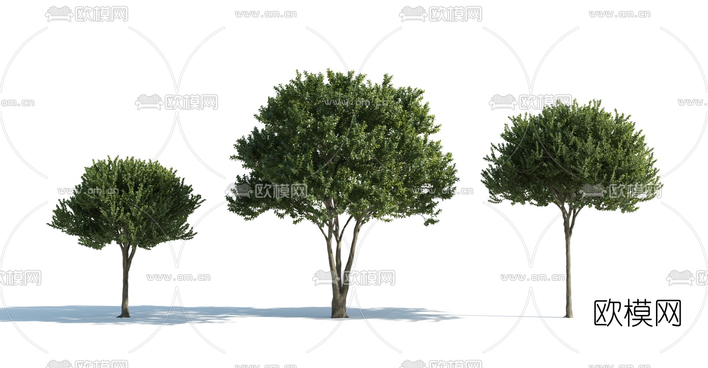 现代景观树3d模型