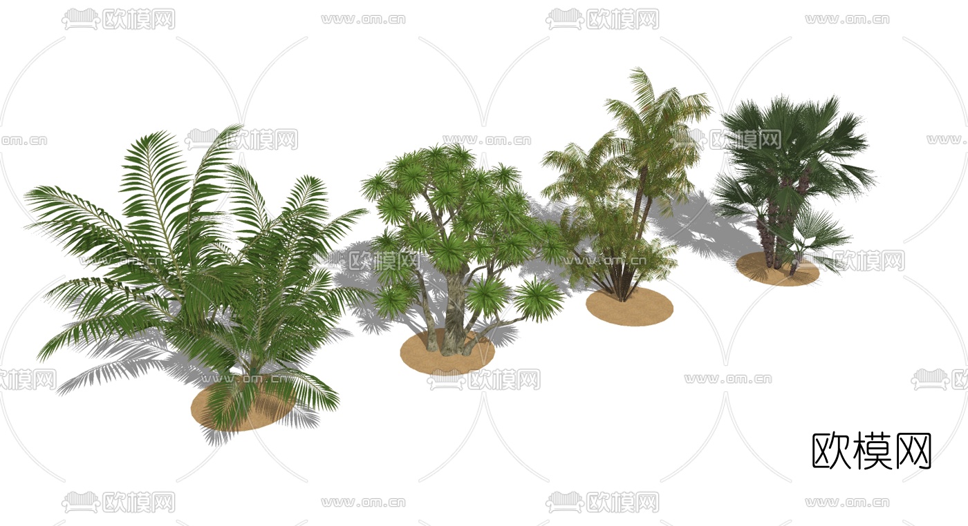 现代棕榈树椰子树su模型下载（渲染图2）