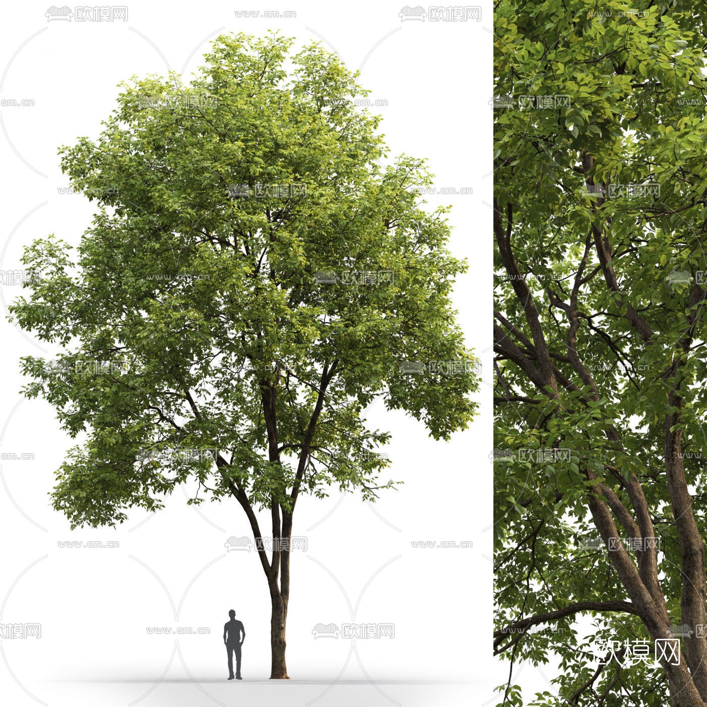 现代室外景观树3d模型