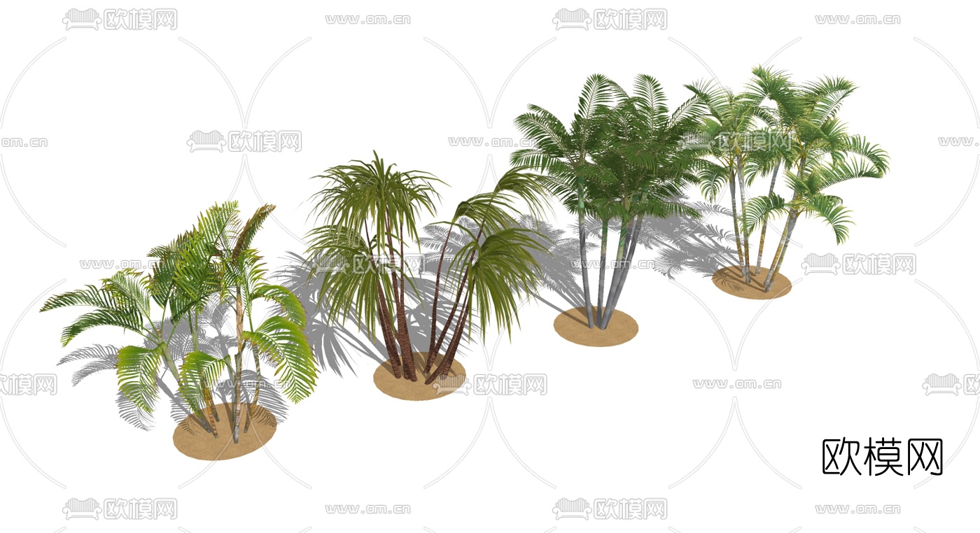 现代棕榈树椰子树su模型下载（渲染图3）