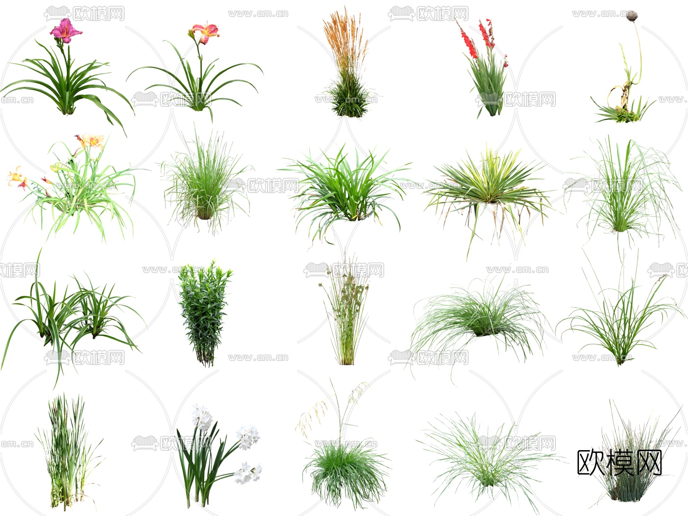 现代2d花草植物su模型下载（渲染图4）