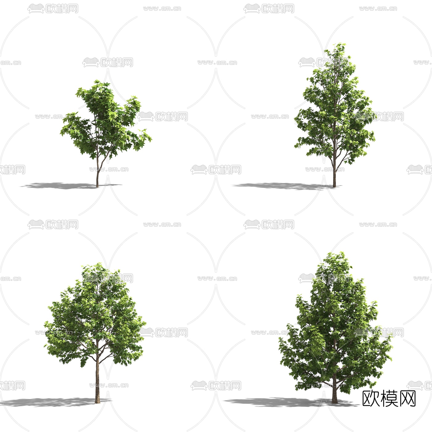 现代树木枫香树3d模型