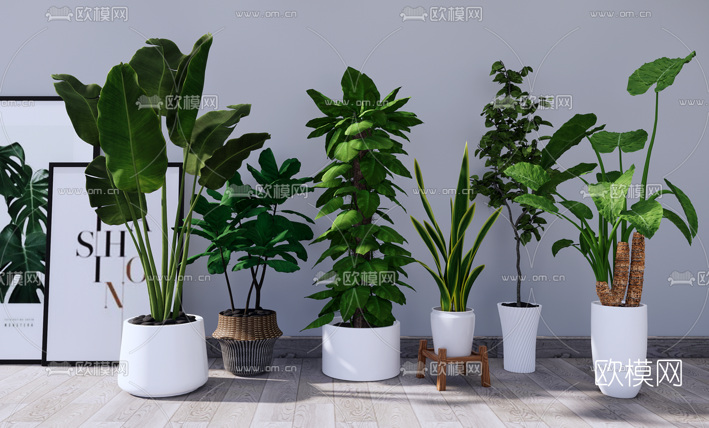 北欧绿植盆栽su模型下载（渲染图1）