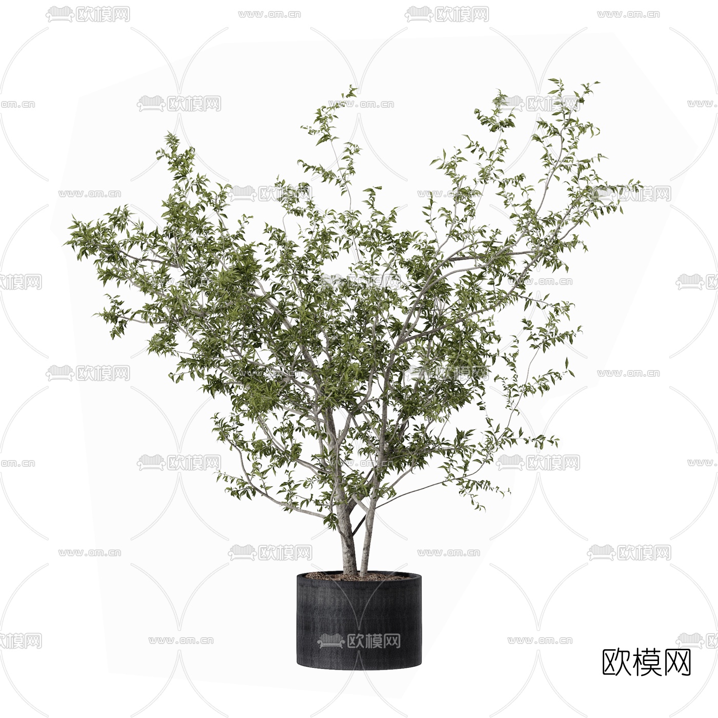 现代绿植盆栽3d模型