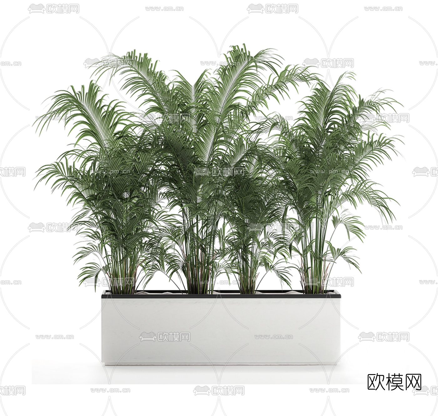 现代散尾葵盆栽3d模型