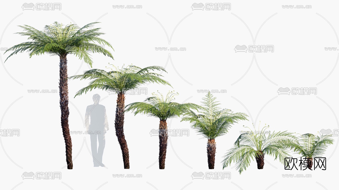 现代树蕨景观树3d模型