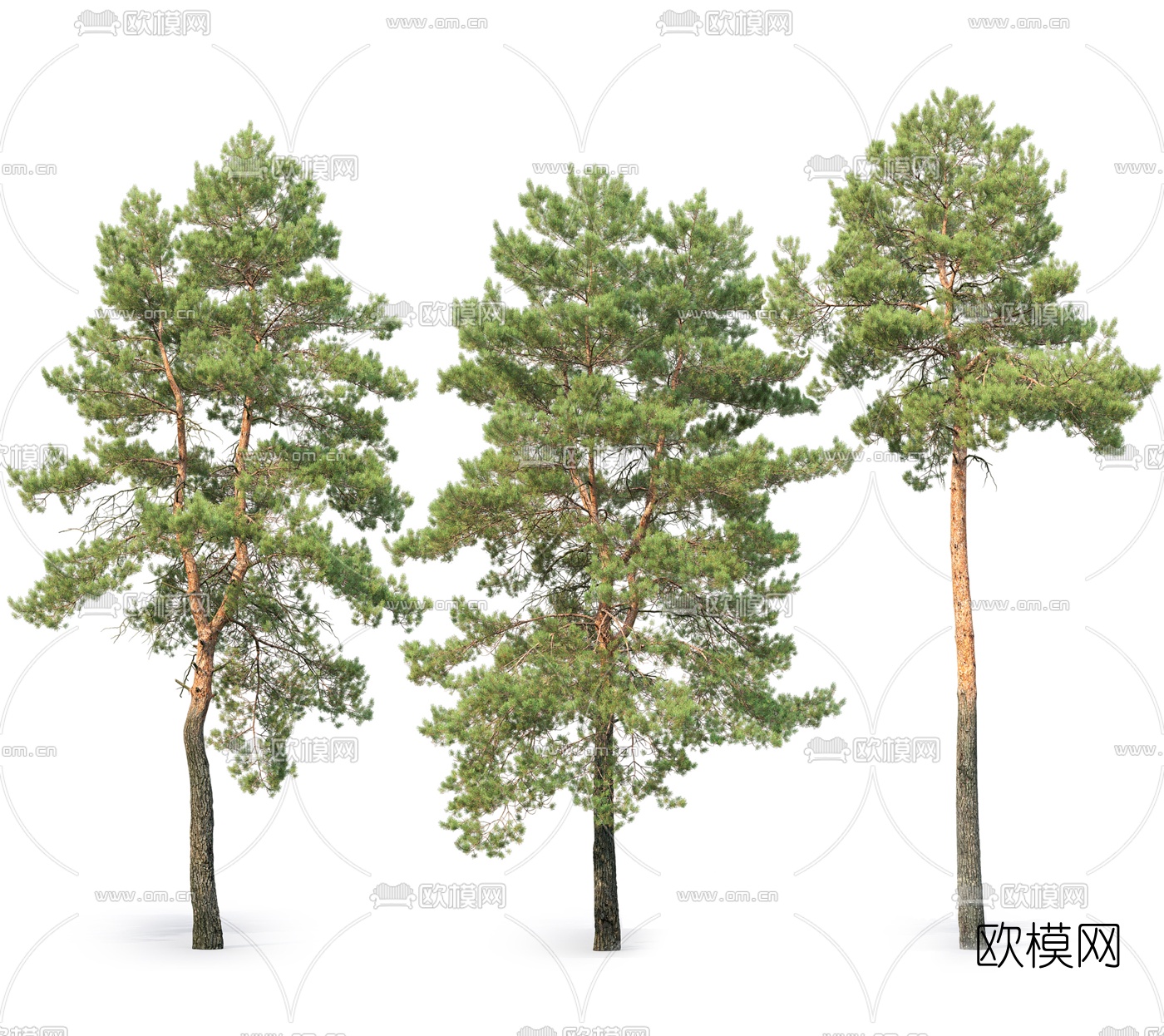 现代景观树松树3d模型下载_ID10259994_3dmax免费模型-欧模网