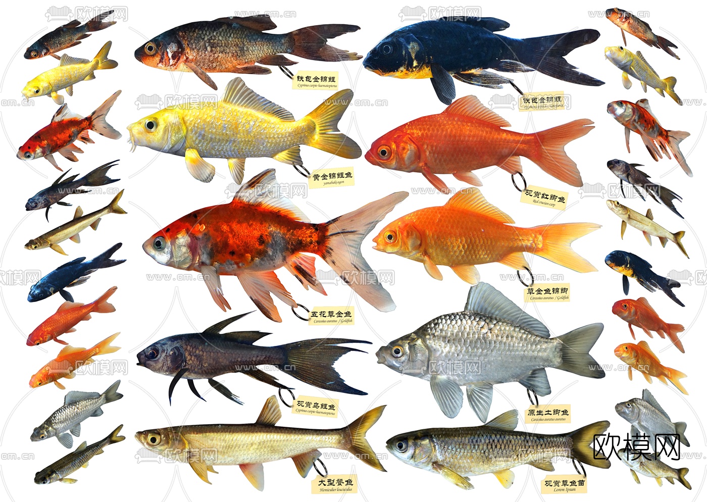 现代草鱼锦鲤鲫鱼标本3d模型下载（渲染图1）