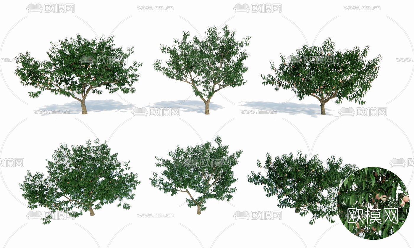 现代景观树su模型下载（渲染图1）