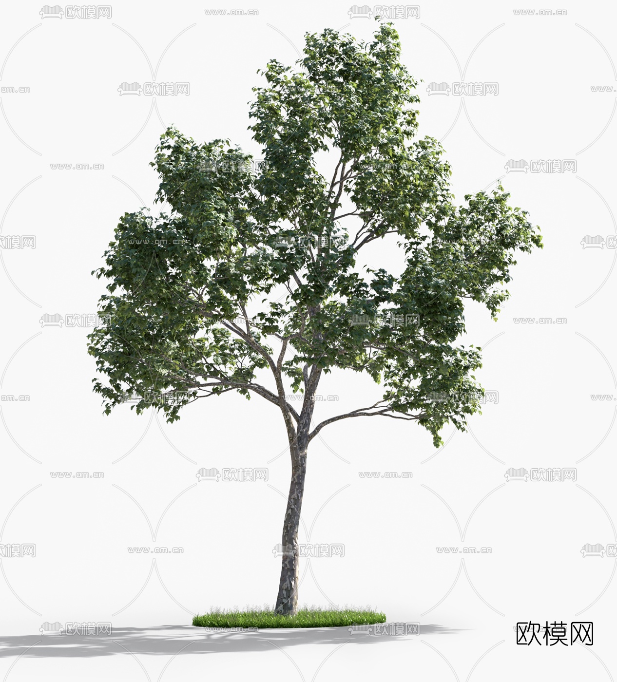 现代法国梧桐树景观树3d模型